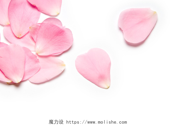 白色背景的粉红玫瑰花瓣粉色玫瑰花瓣